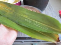 好吃的绿豆鲜肉粽做法图解6)