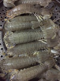 美味的清蒸虾爬子做法图解3)