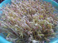 家常菜炒绿豆芽做法图解1)