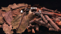 健康桑寄生莲子蛋茶做法图解1)