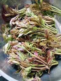 自制香椿咸菜做法图解2)