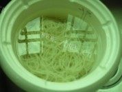 茄丁拌面做法图解4)