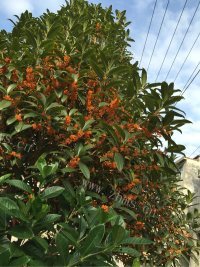 自制干桂花做法图解1)