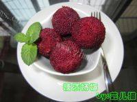 自制糖渍杨梅