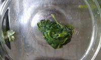 鲜美的凉拌芹菜叶做法图解2)