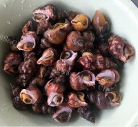 白灼香螺做法图解5)