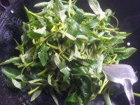 秀色的蒜香空心菜做法图解6)