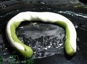 美味的珍珠翡翠丸做法图解2)