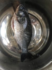 美味的砂锅鲫鱼炖豆腐做法图解3)