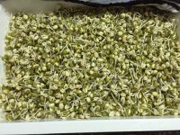 方便的自种豆芽做法图解6)