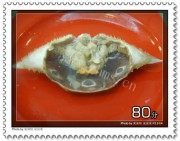 美味的椰汁咖喱蟹做法图解3)