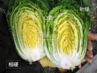 自制韩式辣白菜做法图解1)