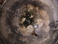 口感不错的榆钱炒鸡蛋做法图解3)