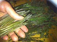 凉拌蕨菜自制做法图解1)