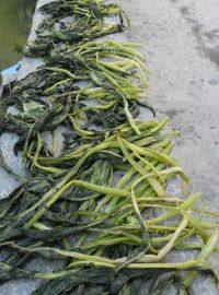 美味的自腌咸菜做法图解4)