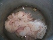 家常菜酸菜炒大肠做法图解4)