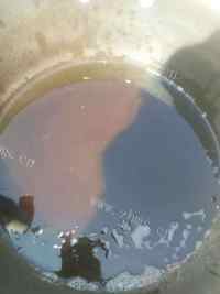美味的凉拌豆角做法图解5)