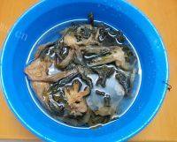 #健康食谱#菜干猪骨汤做法图解1)