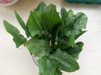 鸡蛋炒菠菜做法图解1)