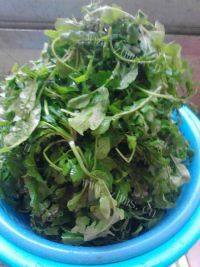 美味的荠菜鲜肉饺子做法图解2)