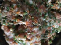 美味的胡萝卜饺子做法图解5)