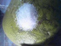 （美味可口）蜂蜜柚子茶做法图解1)
