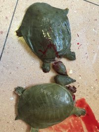 鲜美的清水炖甲鱼做法图解1)