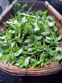 清炒枸杞菜做法图解4)