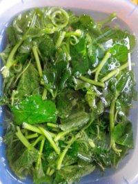 家常菜蒜香南瓜苗做法图解3)