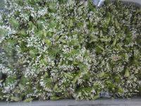 家常菜韭菜花酱做法图解4)
