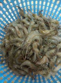 美味的清蒸虾做法图解1)