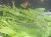 辣椒炒土豆丝做法图解3)
