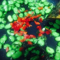 家常菜炒蚕豆做法图解8)