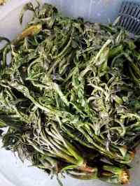 自制香椿咸菜做法图解9)