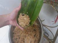 美味的海鲜肉粽做法图解11)