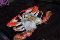 自制咖喱蟹做法图解2)