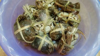 美味的清蒸大闸蟹做法图解1)