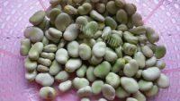 下酒菜炒蚕豆做法图解1)