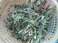 易做的凉拌蒲公英做法图解1)