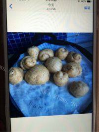 美味的火龙果玫瑰花馒头做法图解5)