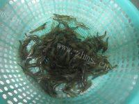 易做的油爆河虾做法图解1)