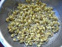 好吃的自制黄豆芽做法图解8)