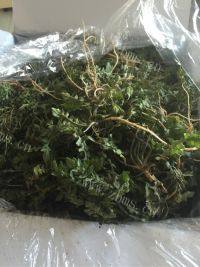 自己做的荠菜饺子做法图解1)