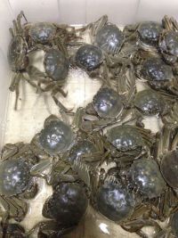 美味的清蒸河蟹做法图解1)