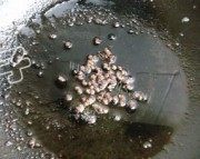 香辣鸡块做法图解8)