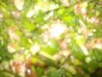 喷香的韭菜猪肉水饺做法图解4)