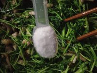 家常菜香菜炒肉丝做法图解7)