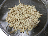 好吃的炒竹虫做法图解2)