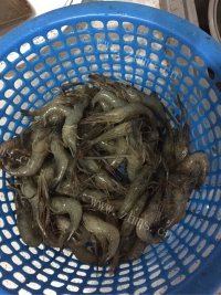 美味的电饼铛烤虾做法图解1)