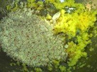 酥脆的花生酥饼做法图解6)